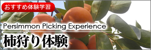柿狩り体験