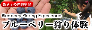 ブルーベリー狩り体験
