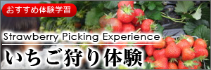 いちご狩り体験