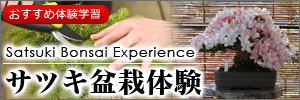 サツキ盆栽体験