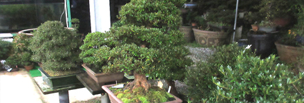 盆栽体験