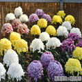 橿原菊花展（例年10月20日～11月23日開催）