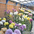 橿原菊花展（例年10月20日～11月23日開催）