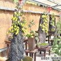 橿原菊花展（例年10月20日～11月23日開催）
