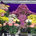 橿原菊花展（例年10月20日～11月23日開催）